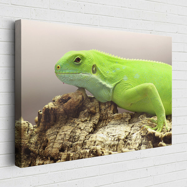 00T8R Animal Kingdom: Fiji Banded Iguana - Sightly Prints