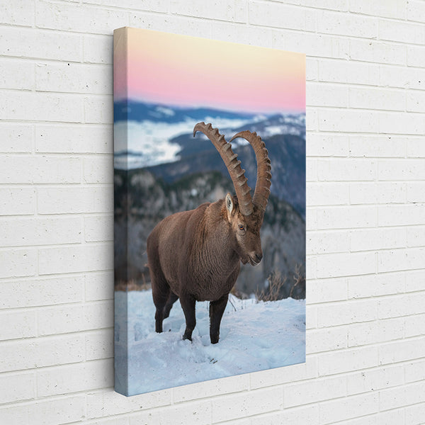 12AHI Animal Kingdom: Wild Alpine Ibex - Sightly Prints