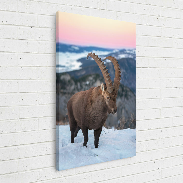 12AHI Animal Kingdom: Wild Alpine Ibex - Sightly Prints