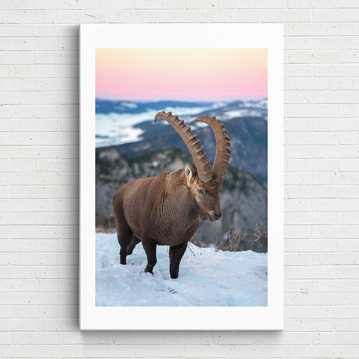 12AHI Animal Kingdom: Wild Alpine Ibex - Sightly Prints