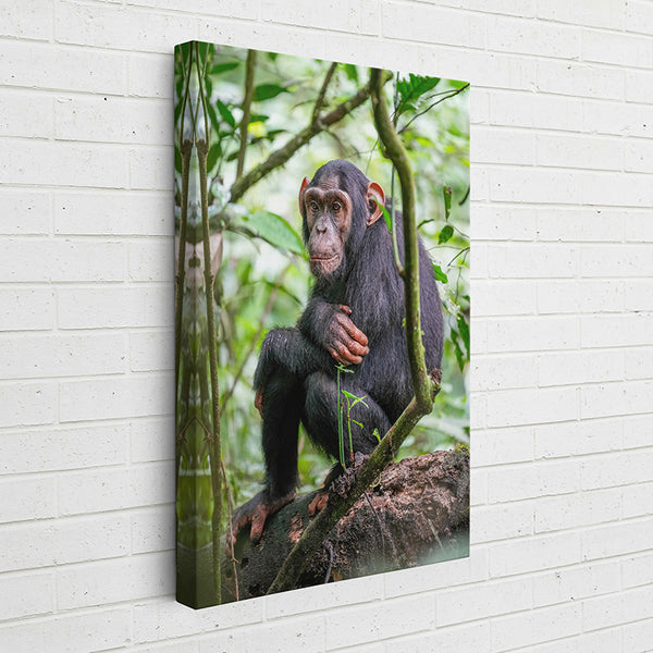 2EXJC Animal Kingdom: Chimpanzee - Sightly Prints