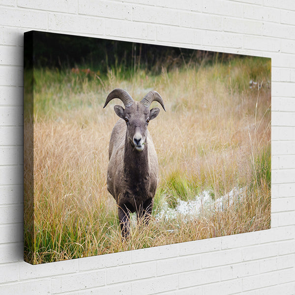 2W4OI Animal Kingdom: Bighorn Sheep - Sightly Prints