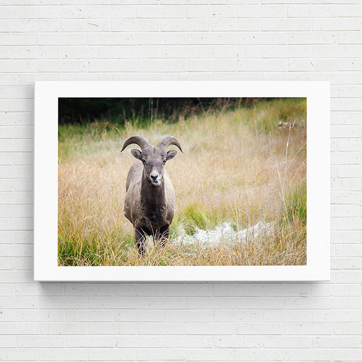 2W4OI Animal Kingdom: Bighorn Sheep - Sightly Prints