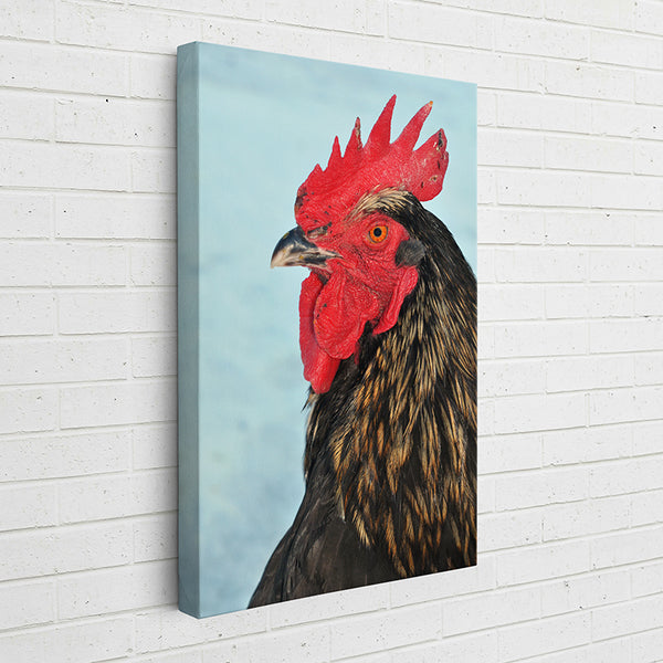 HZ6RK Animal Kingdom: Rooster Black Bovan