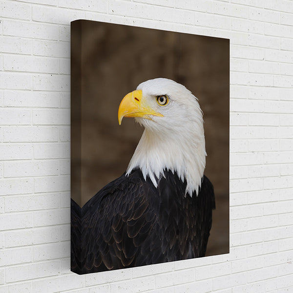 JAQER Animal Kingdom: Bald Eagle