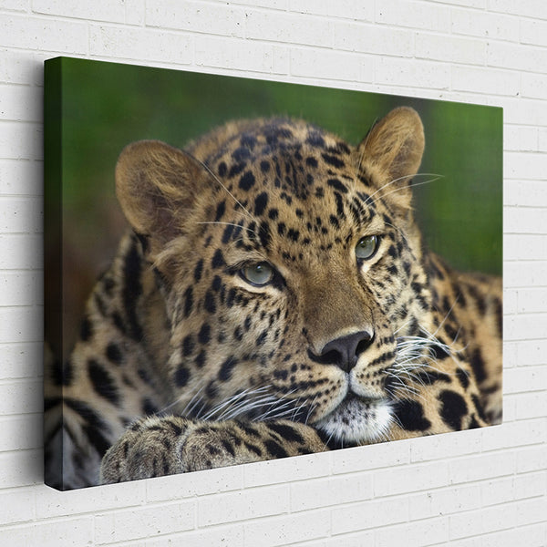 RUGHV Animal Kingdom: Amur Leopard