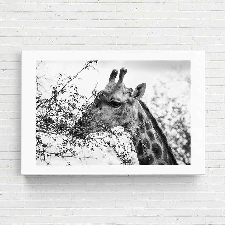 0J12V Travel Series-Kruger National Park I - Sightly Prints